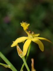 Bulbine semibarbata