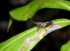 Traulia azureipennis