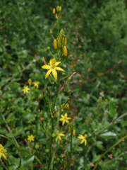 Bulbine semibarbata