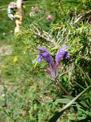 Dracocephalum ruyschiana