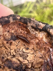 Dermestes