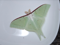 Actias aliena aliena