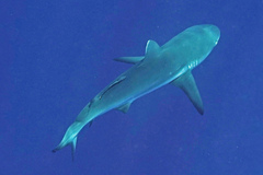 Carcharhinus amblyrhynchos