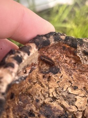 Dermestes