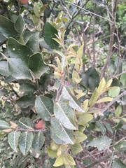 Diospyros scabrida