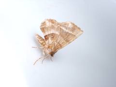 Selenia adustaria