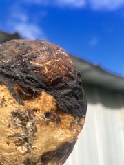 Dermestes