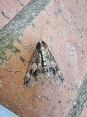 Sphingomorpha chlorea