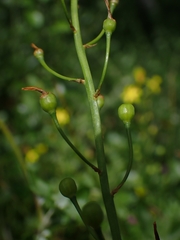 Bulbine semibarbata