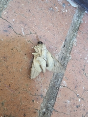 Sphingomorpha chlorea