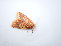 Barsine striata