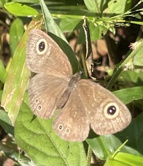 Ypthima huebneri