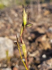 Orthoceras strictum