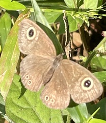 Ypthima huebneri