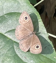 Ypthima huebneri
