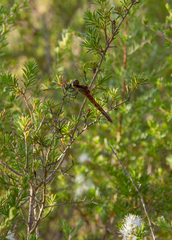 Diplacodes melanopsis