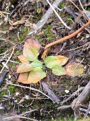 Pterostylis vernalis
