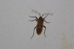 Physopelta quadriguttata