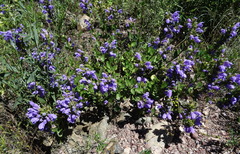 Dracocephalum diversifolium