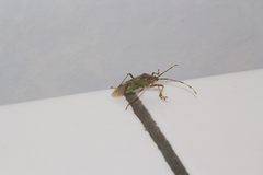 Urolabida