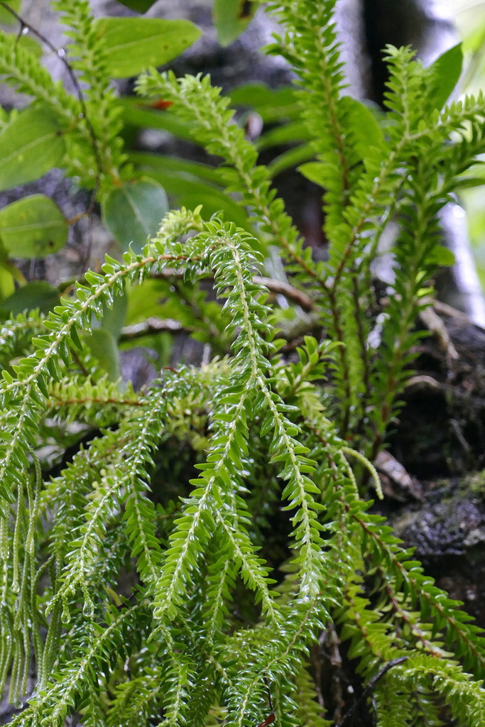 Phlegmariurus mirabilis (Phlegmariurus mirabilis)