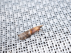 Etielloides curvella
