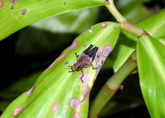 Traulia azureipennis