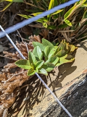 Veronica morrisonicola