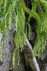 Phlegmariurus mirabilis