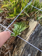 Veronica morrisonicola