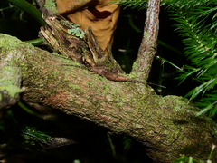 Meinertellidae