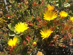 Lampranthus fergusoniae