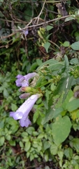 Strobilanthes formosana