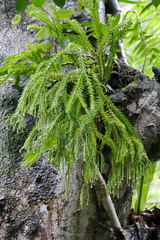 Phlegmariurus mirabilis