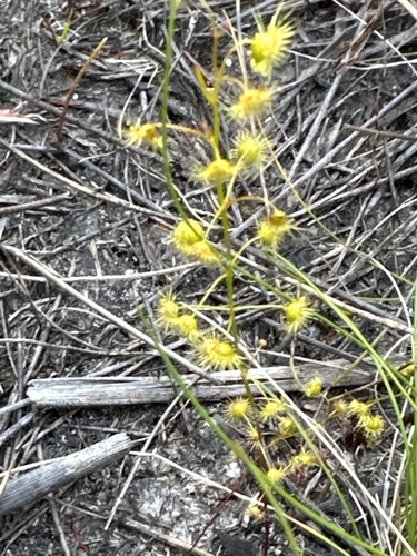 Drosera myriantha