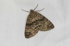 Pseudocoremia indistincta