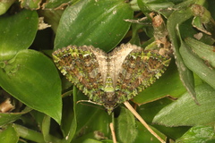 Austrocidaria similata