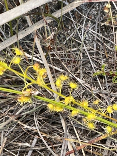Drosera myriantha