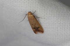Tachystola hemisema