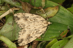 Pseudocoremia rudisata