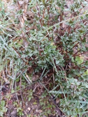 Thymus mastichina