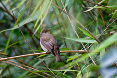Ficedula
