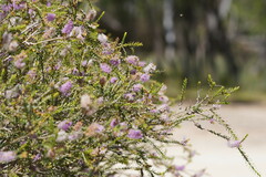 Melaleuca decussata