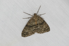 Pseudocoremia indistincta