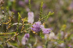 Melaleuca decussata