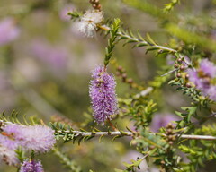 Melaleuca decussata