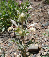 Lagochilus platycalyx