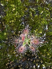 Drosera roseana