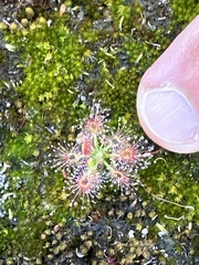 Drosera roseana