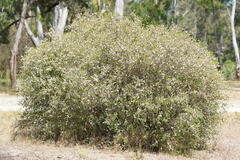 Melaleuca decussata